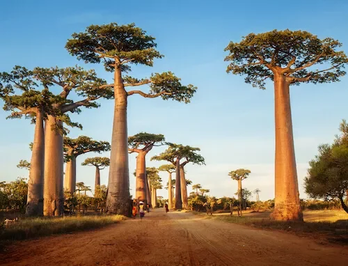 Africa – Sub-Saharan Africa